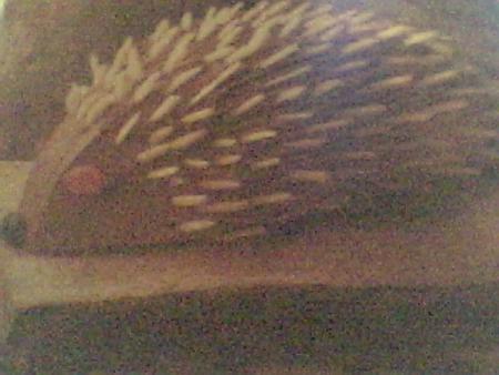 gateau herisson