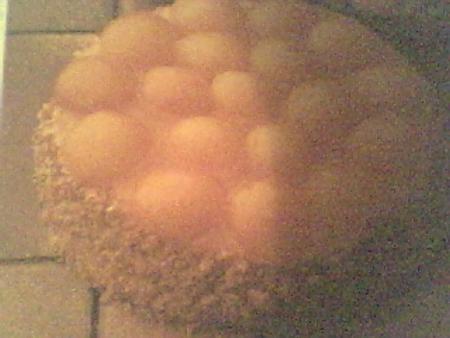 gateau aux abricots